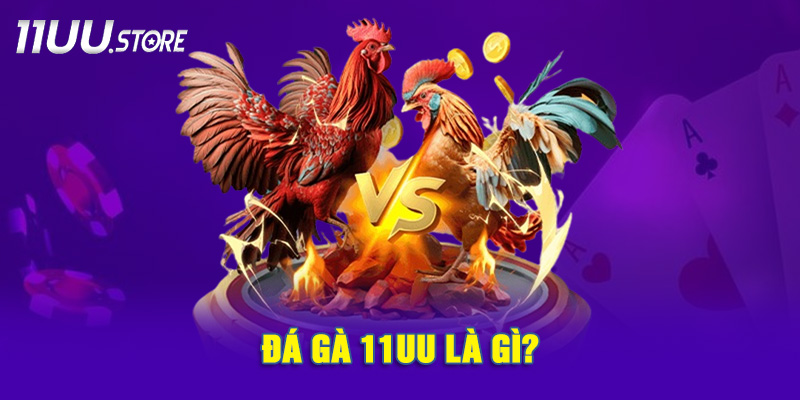 Đá gà 11UU – Trò chơi đối kháng hấp dẫn giữa các chiến kê đỉnh cao