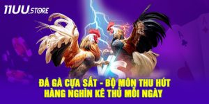 Đá Gà Cựa Sắt – Môn Cá Cược Truyền Thống Được Nâng Tầm Tại 11UU
