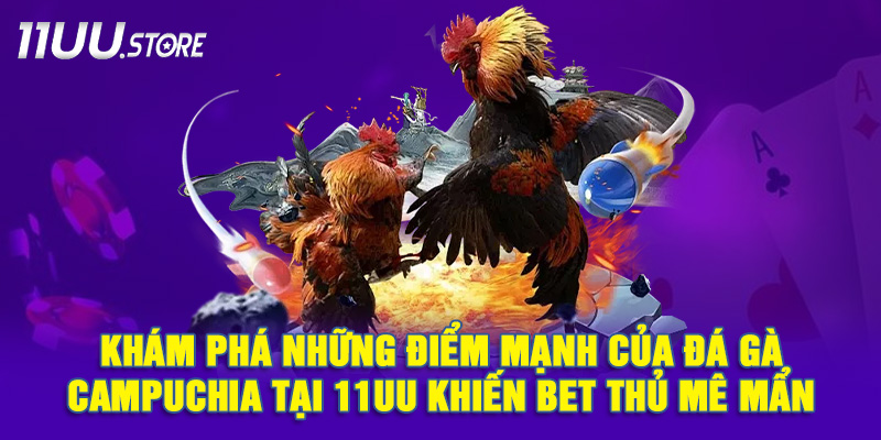 Lý Do Khiến Đá Gà Campuchia Tại 11UU Trở Thành Điểm Đến Yêu Thích Của Bet Thủ