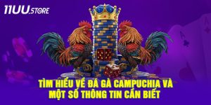 Đá Gà Campuchia Là Gì? Cập Nhật Những Điều Bạn Nên Biết
